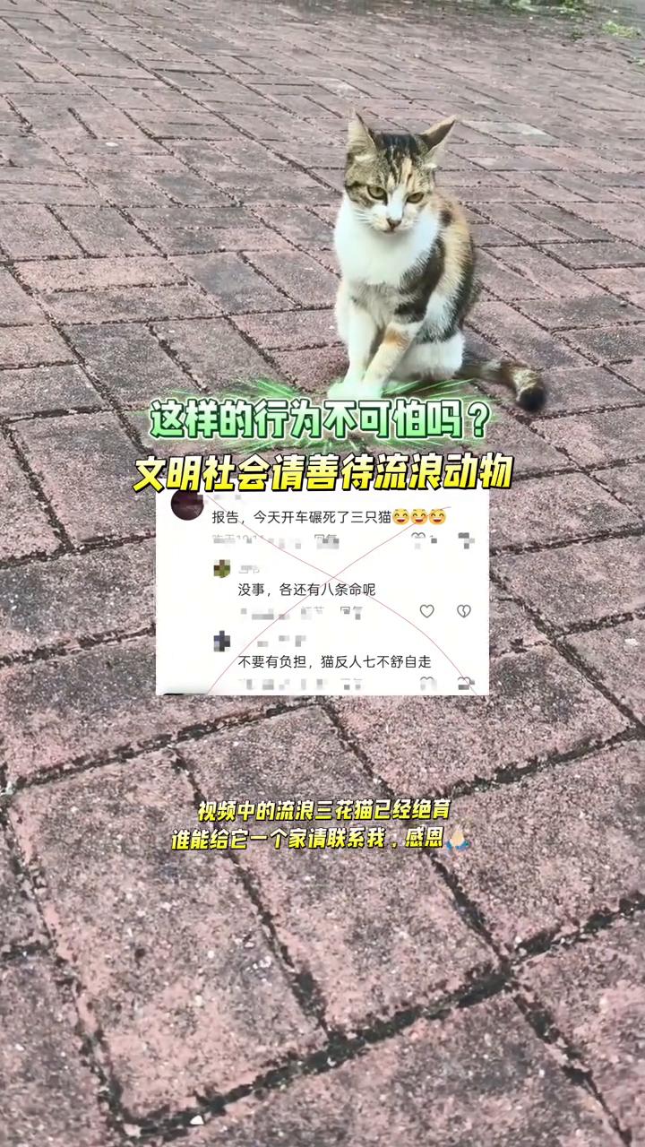 这样的行为不可怕吗？文明社会请善待流浪动物。
报告，今天开车碾死了三只猫。没事，