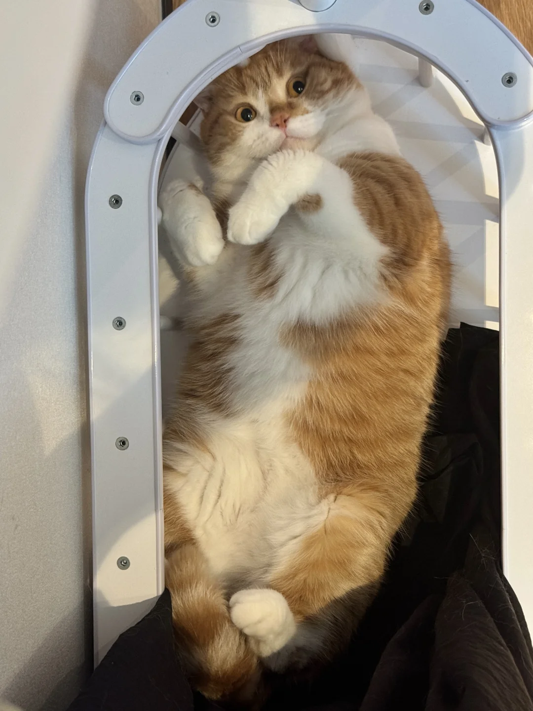 猫会出现在任何地方 除了猫窝