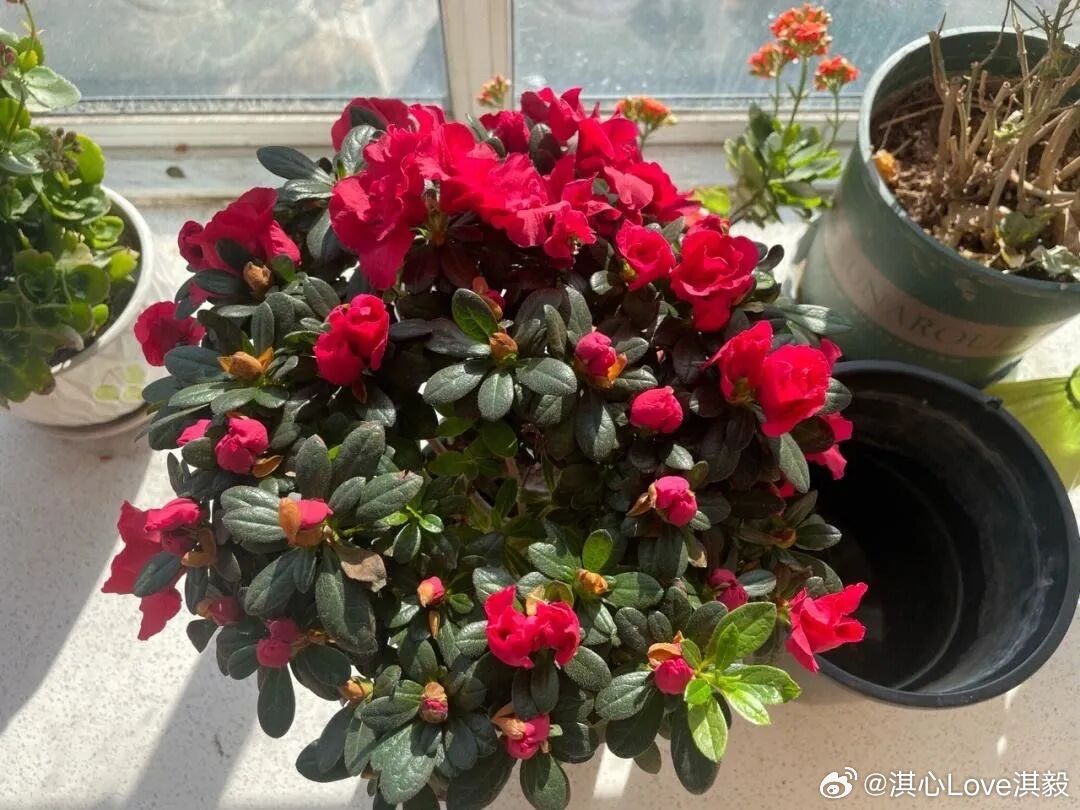 杜鹃花养殖方法1、杜鹃花如何浇水呢？其实给杜鹃花盆栽浇水，有两种情况，一定要区别
