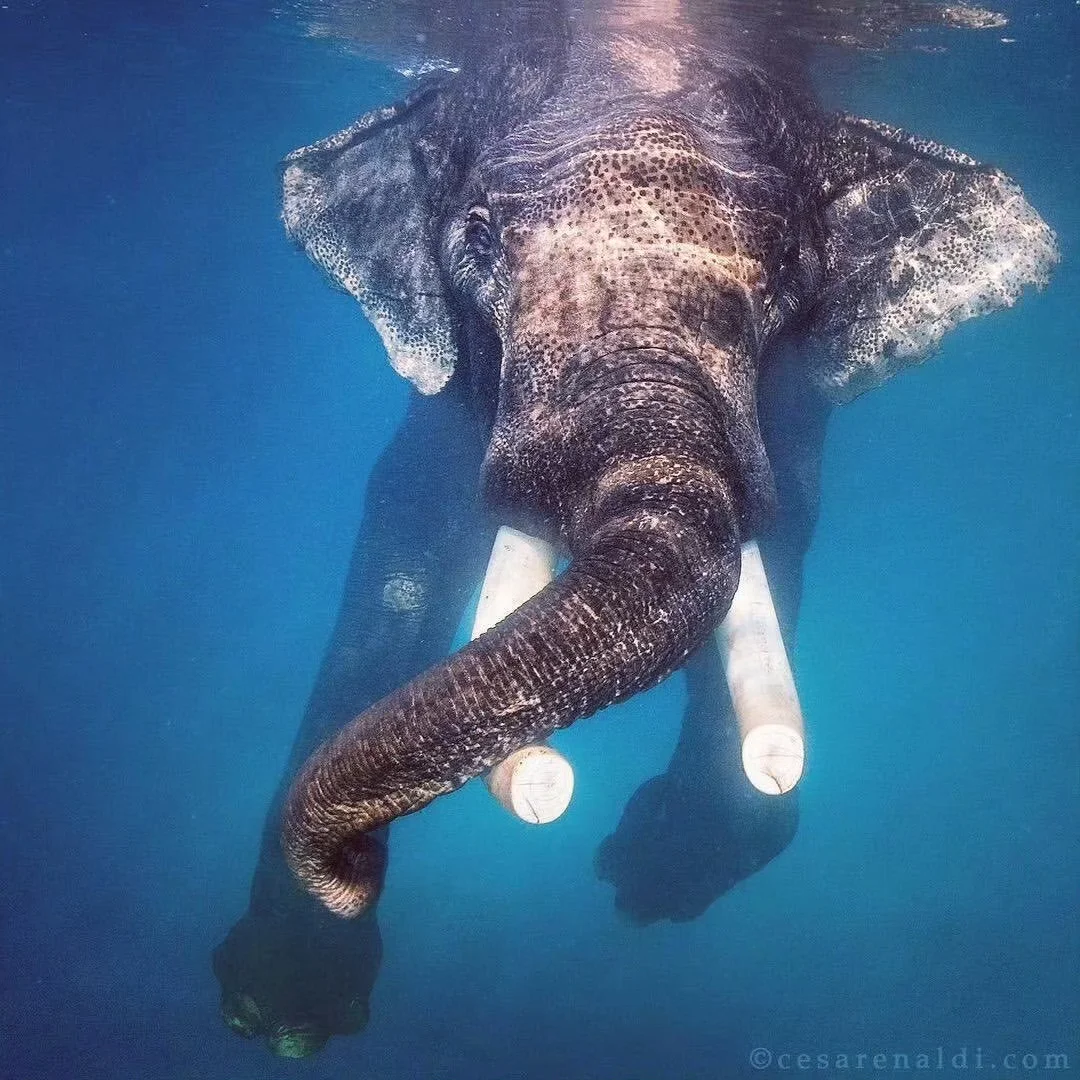 大象会游泳吗？