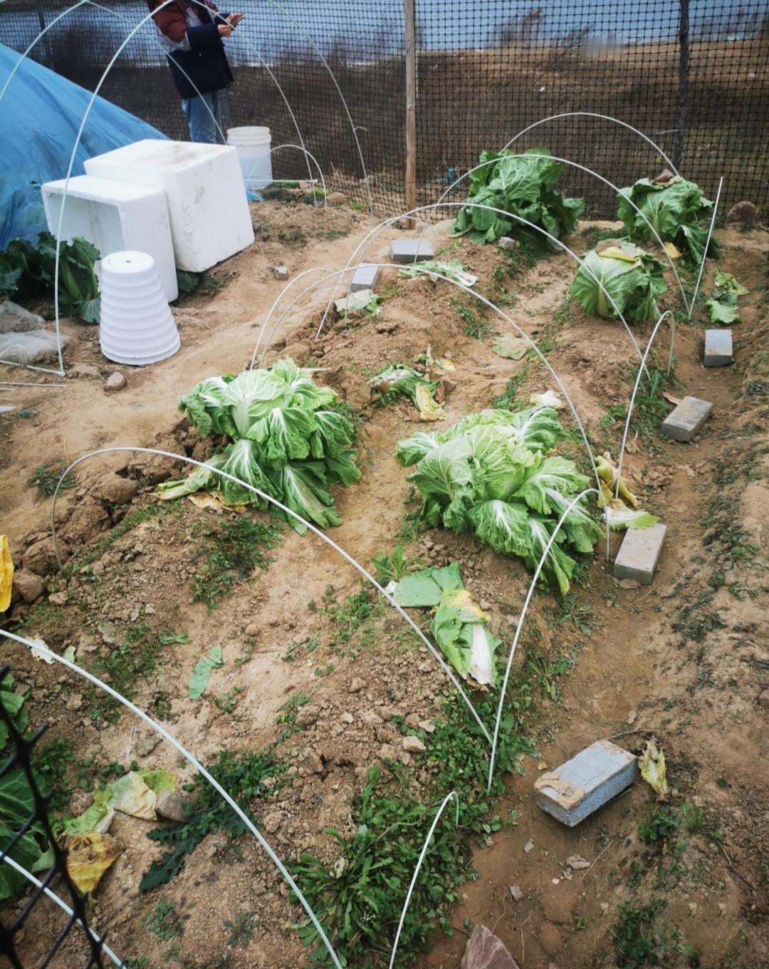 现在的人啊!
白菜就这么悄无声息的被带回家了，招呼都不打!
小区后面一片闲置地被