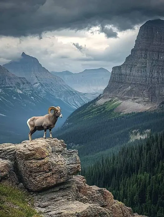 美图欣赏——悬崖边上的大角羊