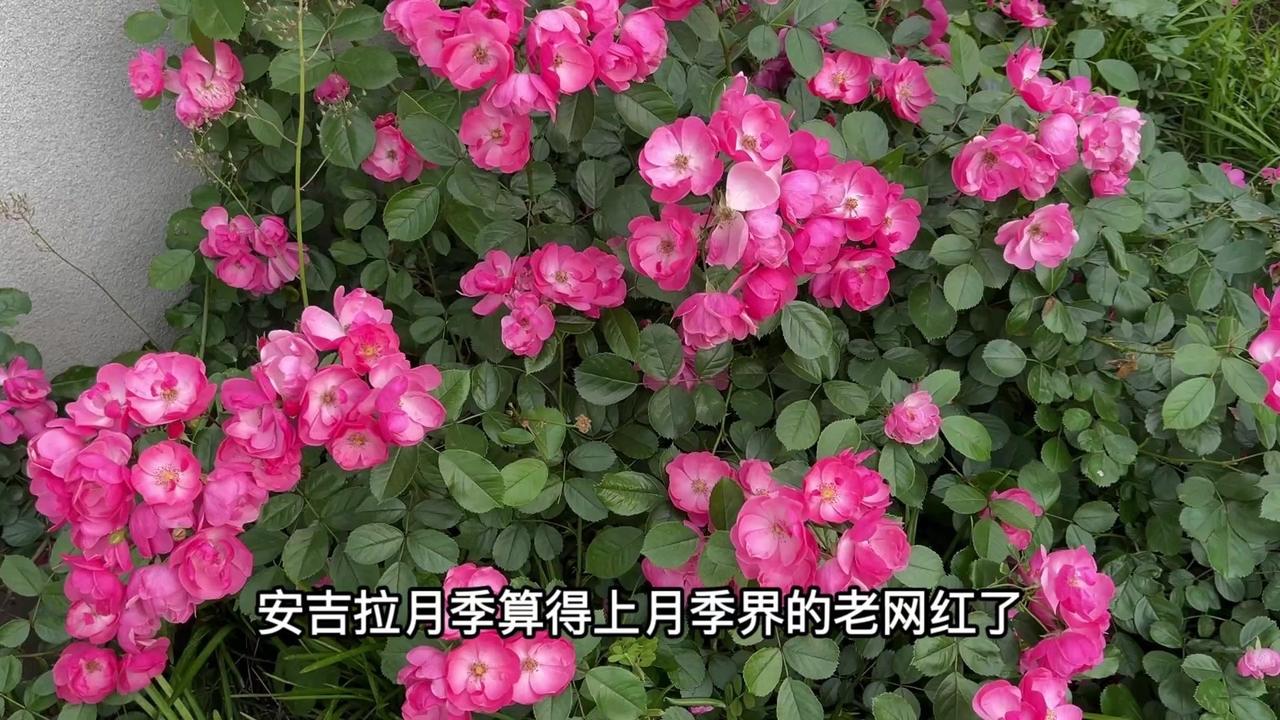安吉拉月季值不值得养？安吉拉月季真的是花友圈的老网红了👍。作为新手友好型藤本月