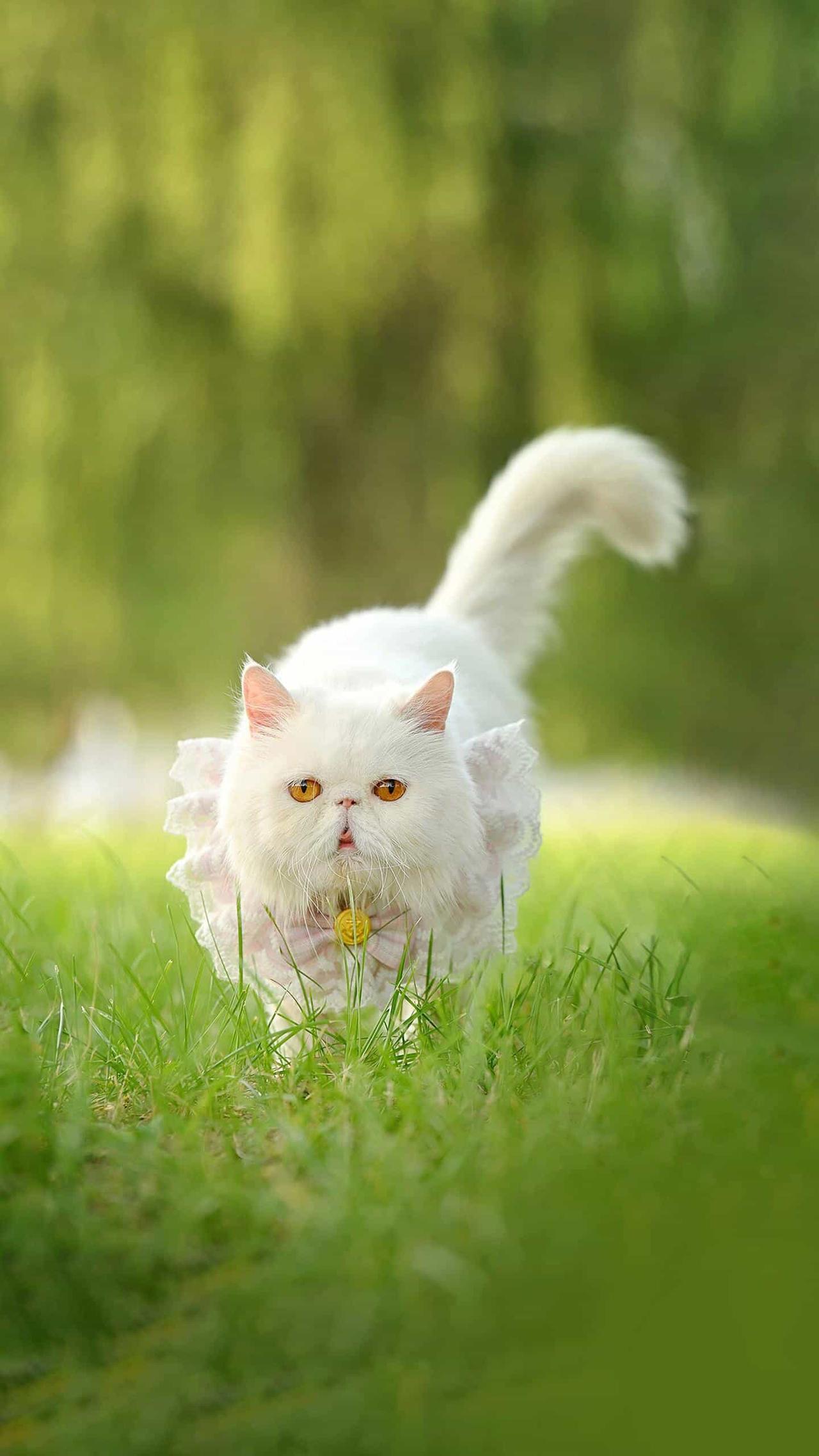 条友这一周 梦幻白猫在绿草间漫步，宛如童话中的小精灵。