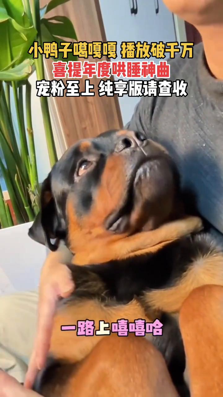 小鸭子嘎嘎嘎播放破千万，喜提年度哄睡神曲，宠粉至上纯享版请查收。
小鸭子嘎嘎嘎，