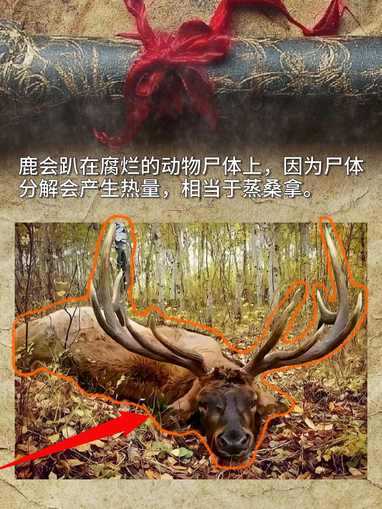 鹿会趴在腐烂的动物尸体上，因为尸体分解会产生热量，相当于蒸桑享。