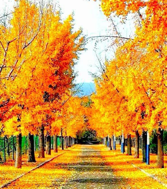 深秋时分，树叶片都染上了暖黄，在清朗的天色下，闪耀着独特的光芒。这些树叶就像彩虹