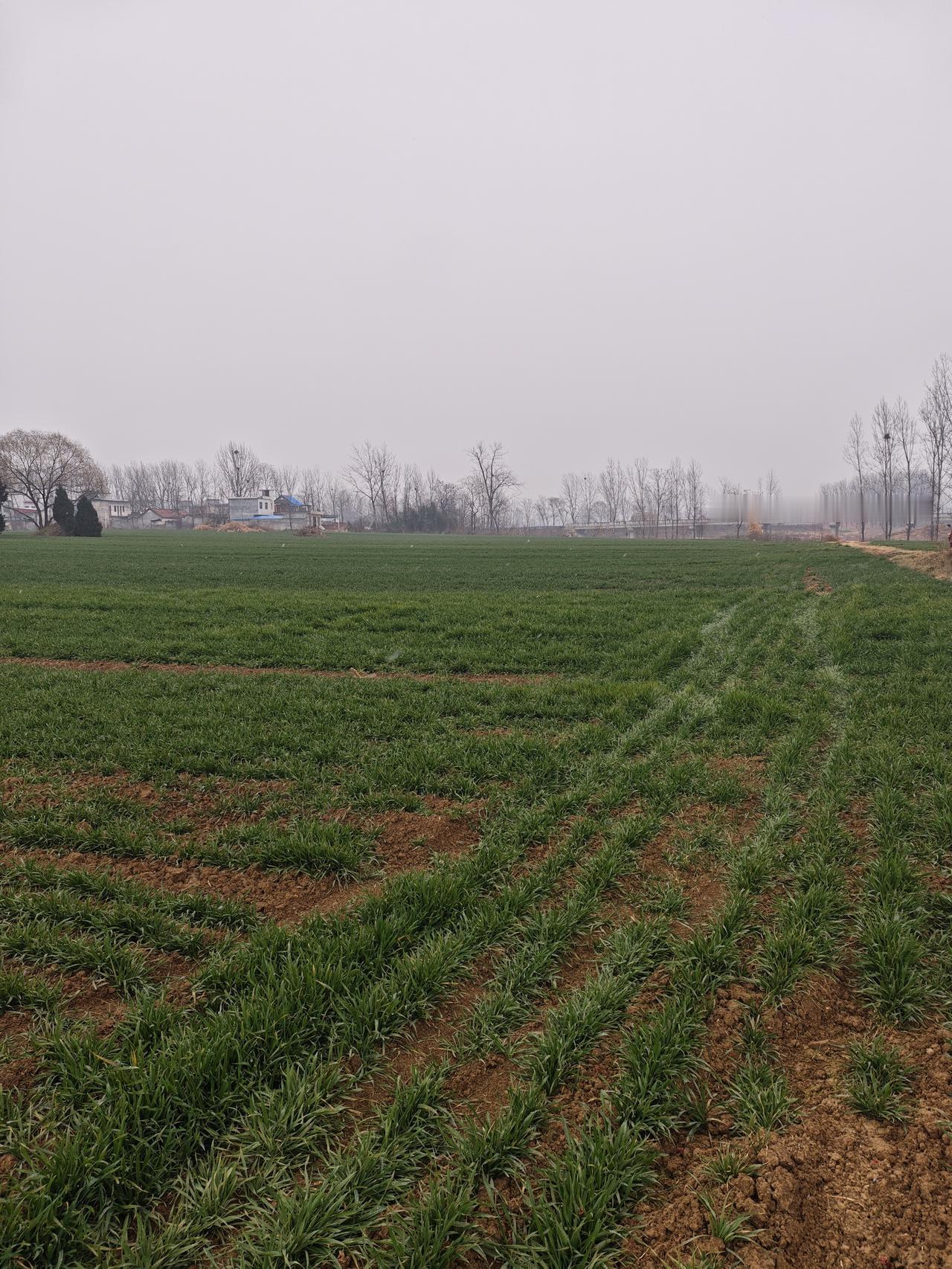 我借老家绿麦田，梦植新疆绿阔远。闲踏河畔听溪流，坐享春风赏花涟。
