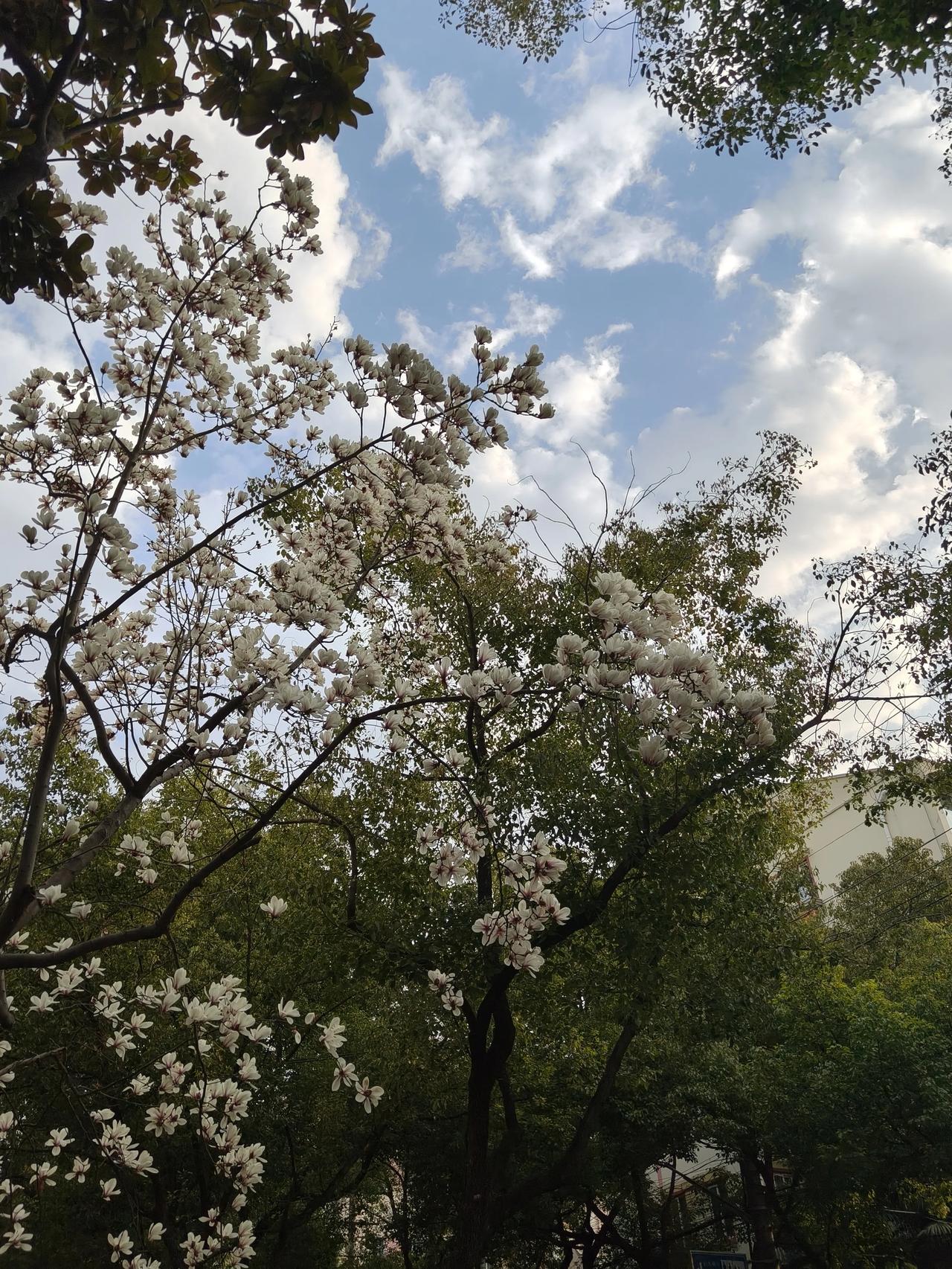 小区门口的玉兰花已经开始悄悄落下花瓣了！