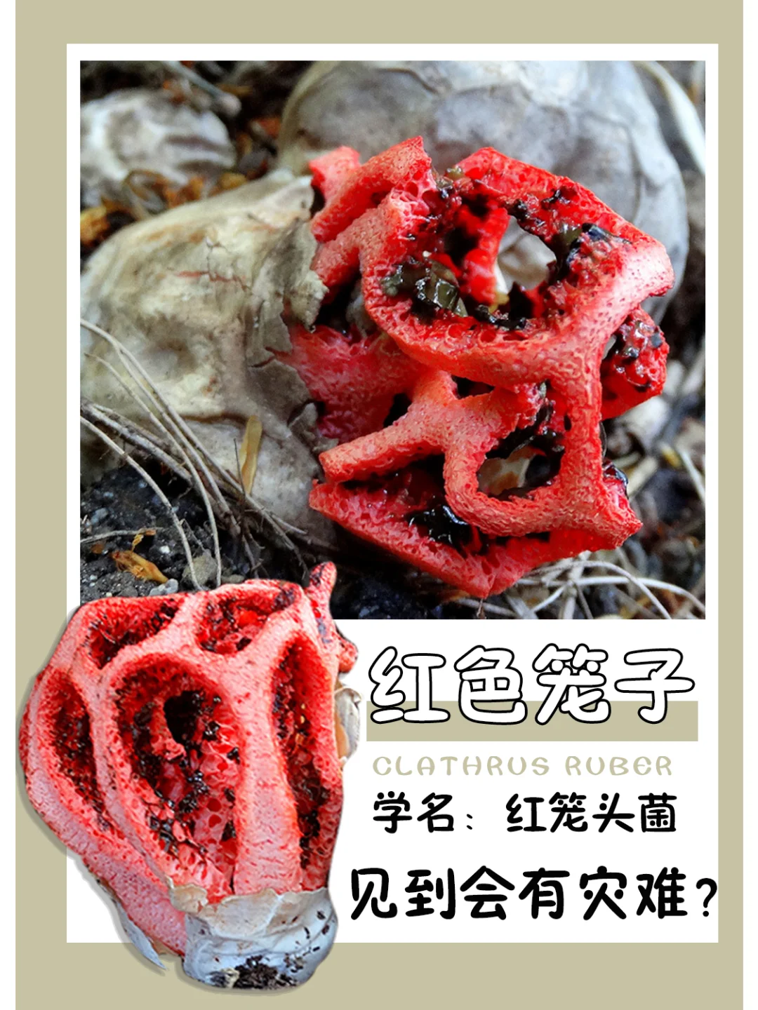 红色笼子，听说见到它会有灾难？