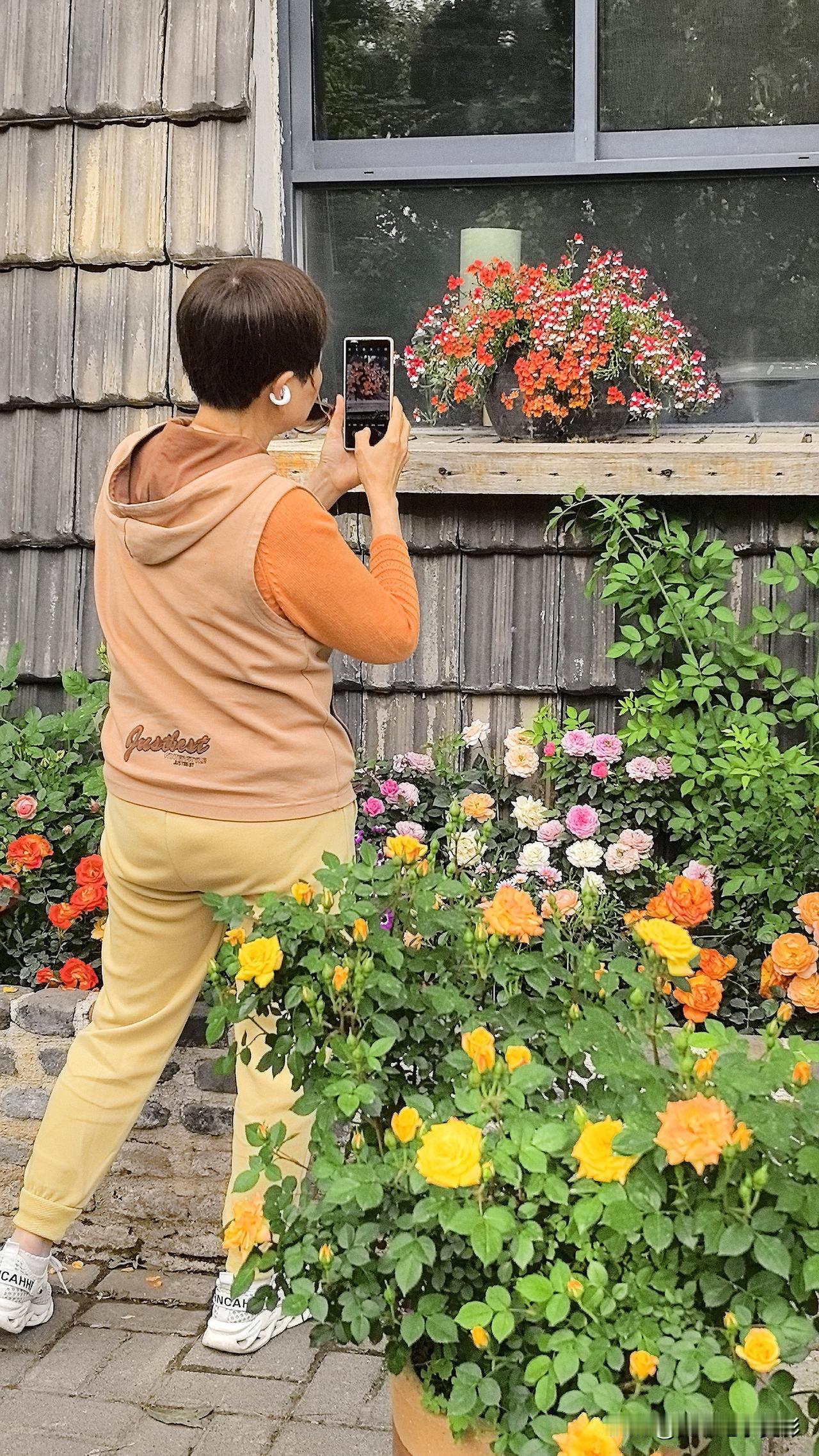 瓦库蔷薇花盛开：引来打卡赏花好时节，游洛阳值得看

位于洛阳市望春门街的瓦库，是