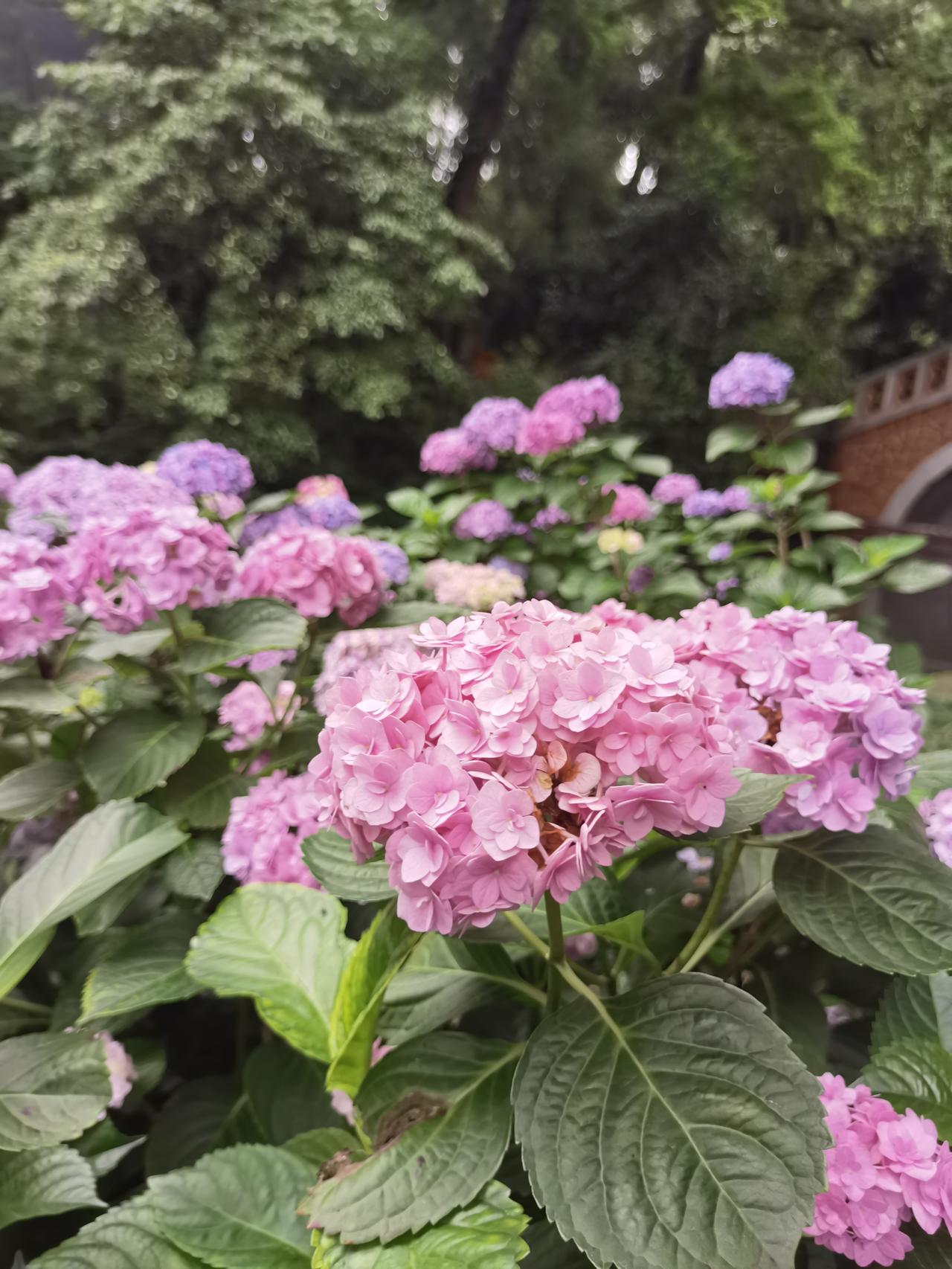 晒图笔记大赛武汉植物园夏日生活打卡季，随手拍照记录夏日生活中的美好瞬间。
