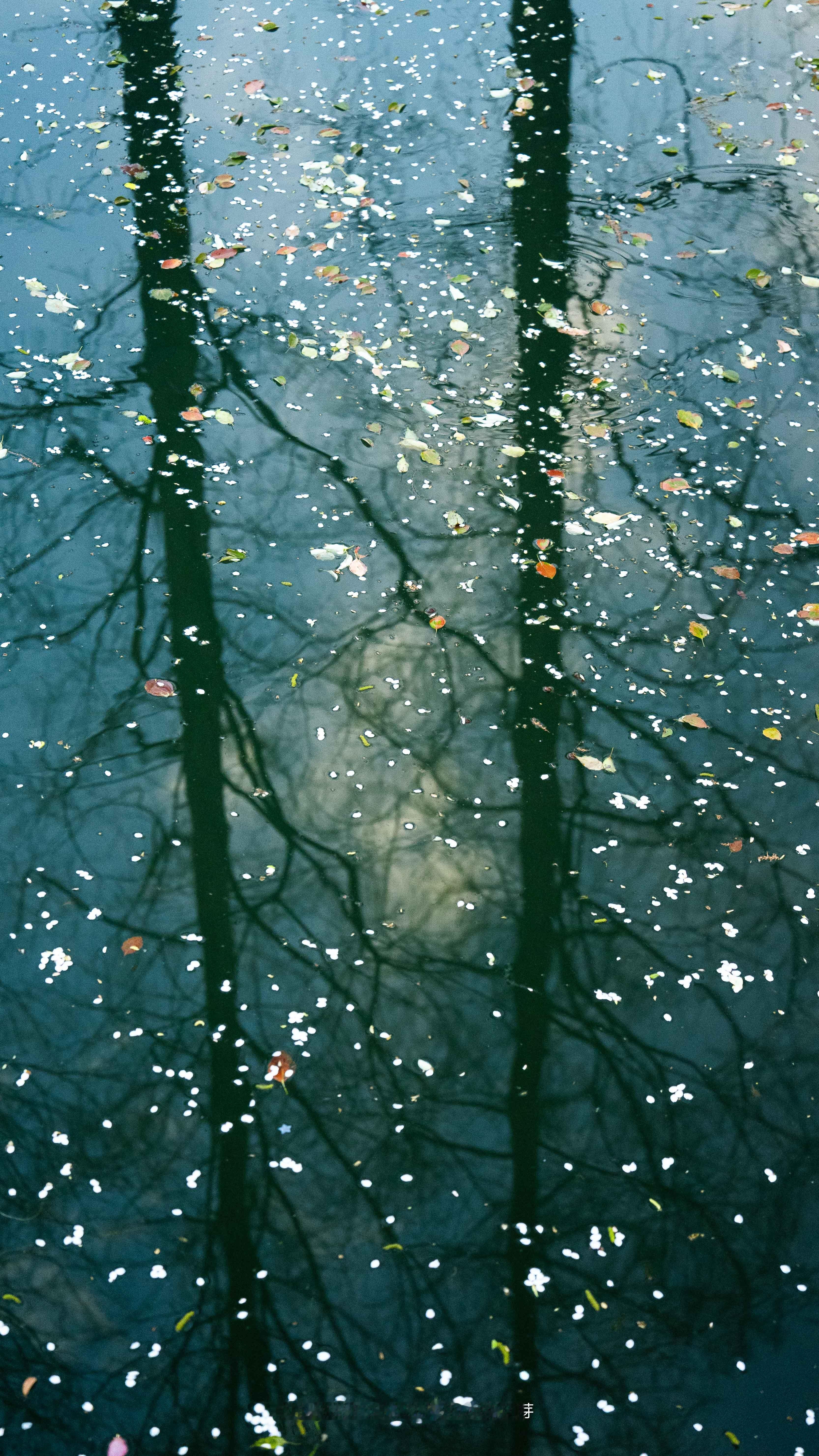 落花有意随流水，流水无情恋落花。闯入镜头的春天色彩大片挑战 ​​​