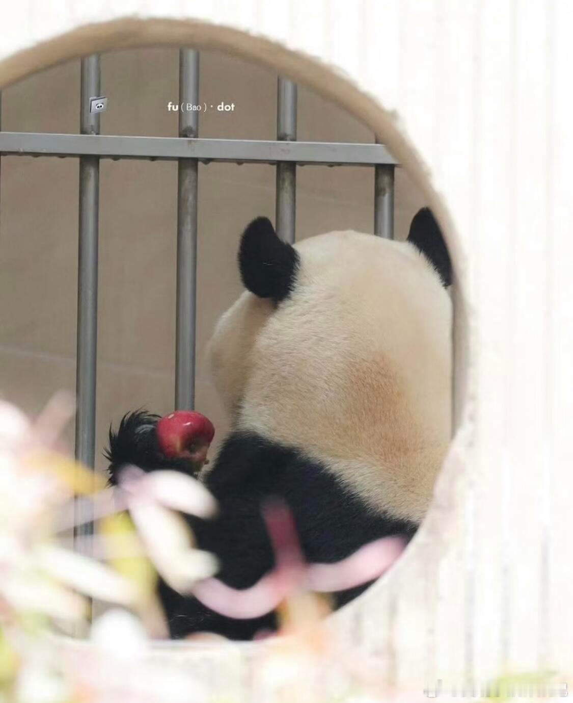 福宝小苹果又红又亮 