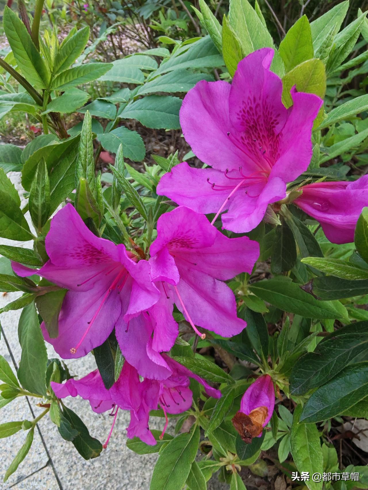 直到去年去余杭公园看杜鹃，才知道除了我知道的这些颜色，还有好多种颜色的杜鹃。据说