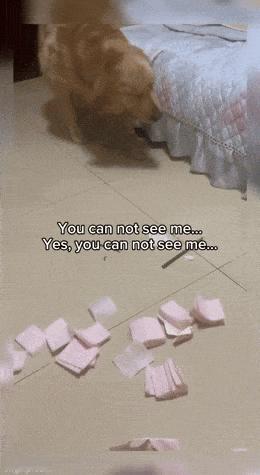 狗子：你看不见我，你看不见我 ​​​