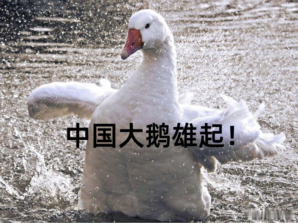 #中国大鹅嘴真严啊# 进口羽绒服有些也未必就高 端，来看看咱们的国产大鹅，用料很