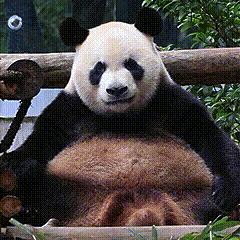 聊天必备表情包第487弹黑白小圆子（拿图吱声） ​​​