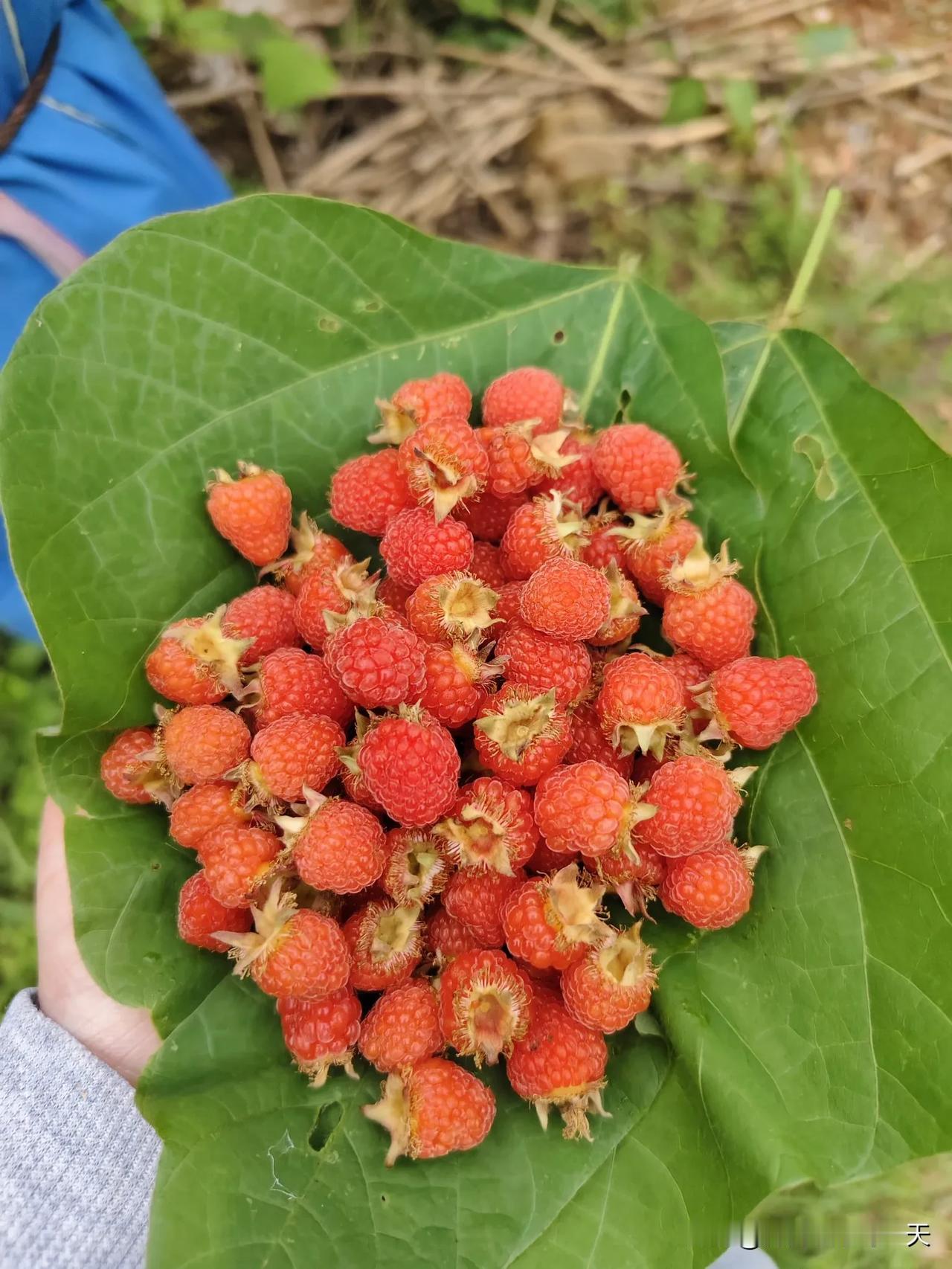 分享相册里最美的花