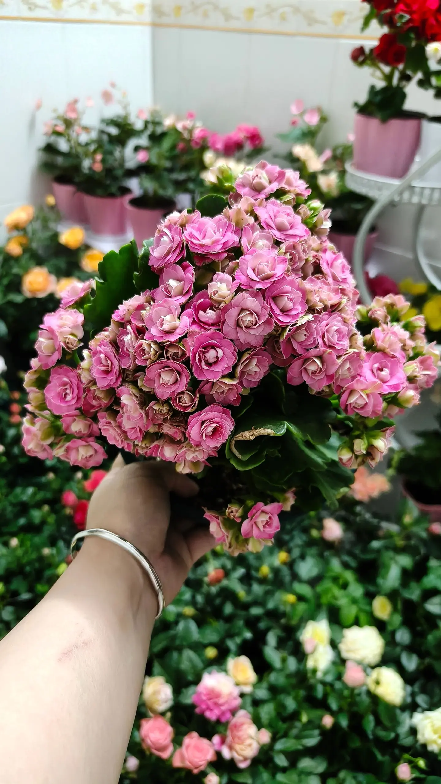 最美就是长寿花了，即将要开爆盆的时候了