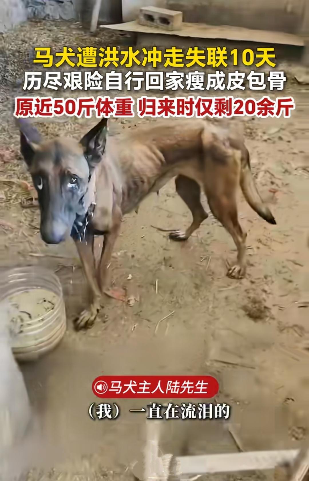 我的天呢！50斤马犬被洪水卷走，失联十天瘦成皮包骨自己摸回家，见到主人瞬间泪崩，