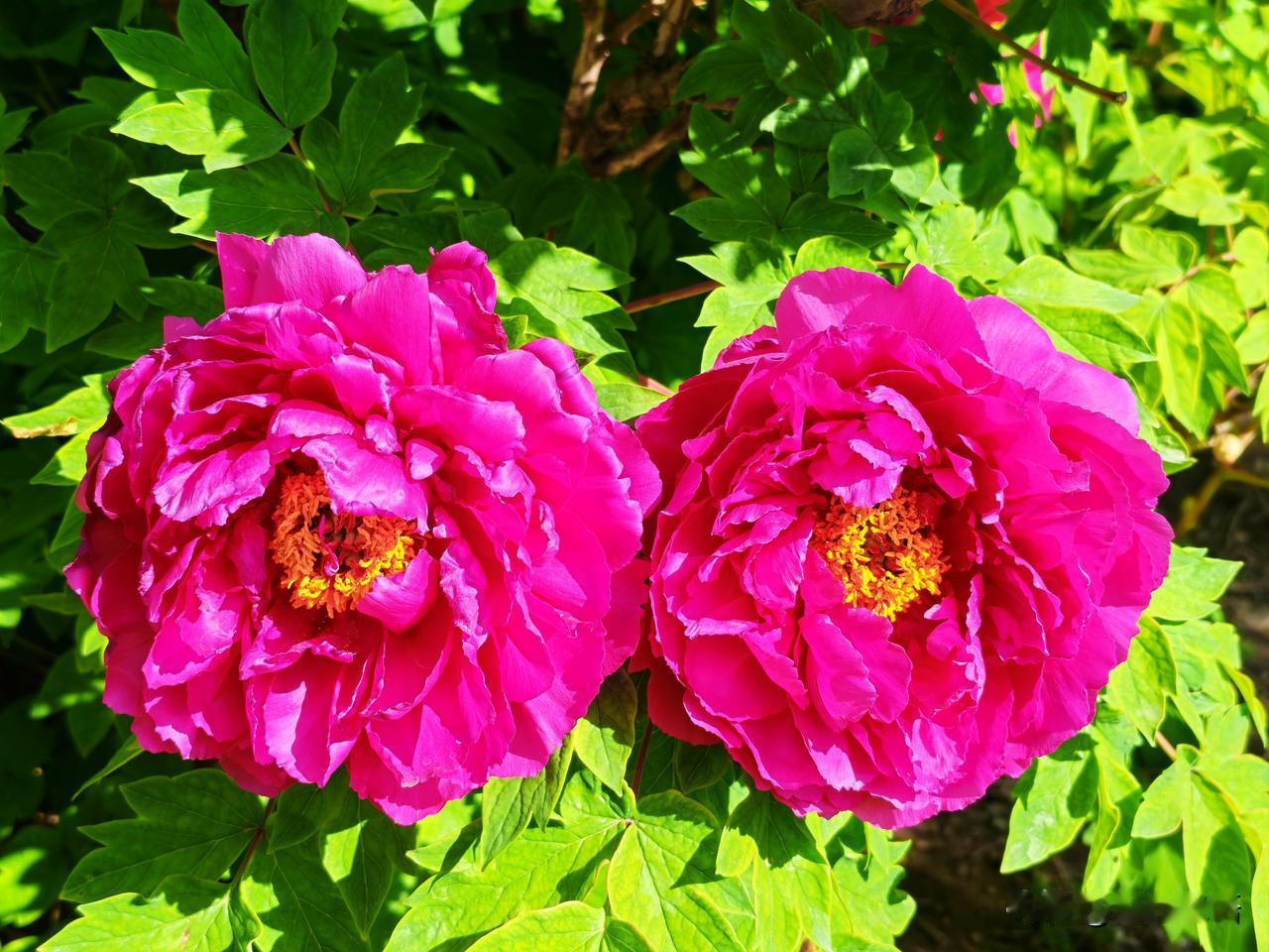 花间春意浓，粉艳映芳容。