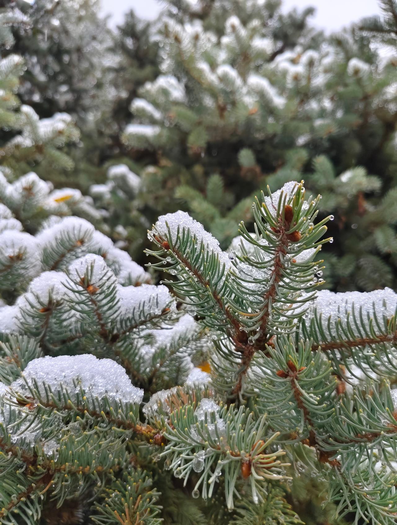 今天没穿秋裤~冷🥶
今天下雪了~更冷🥶
今天早起~巨冷🥶