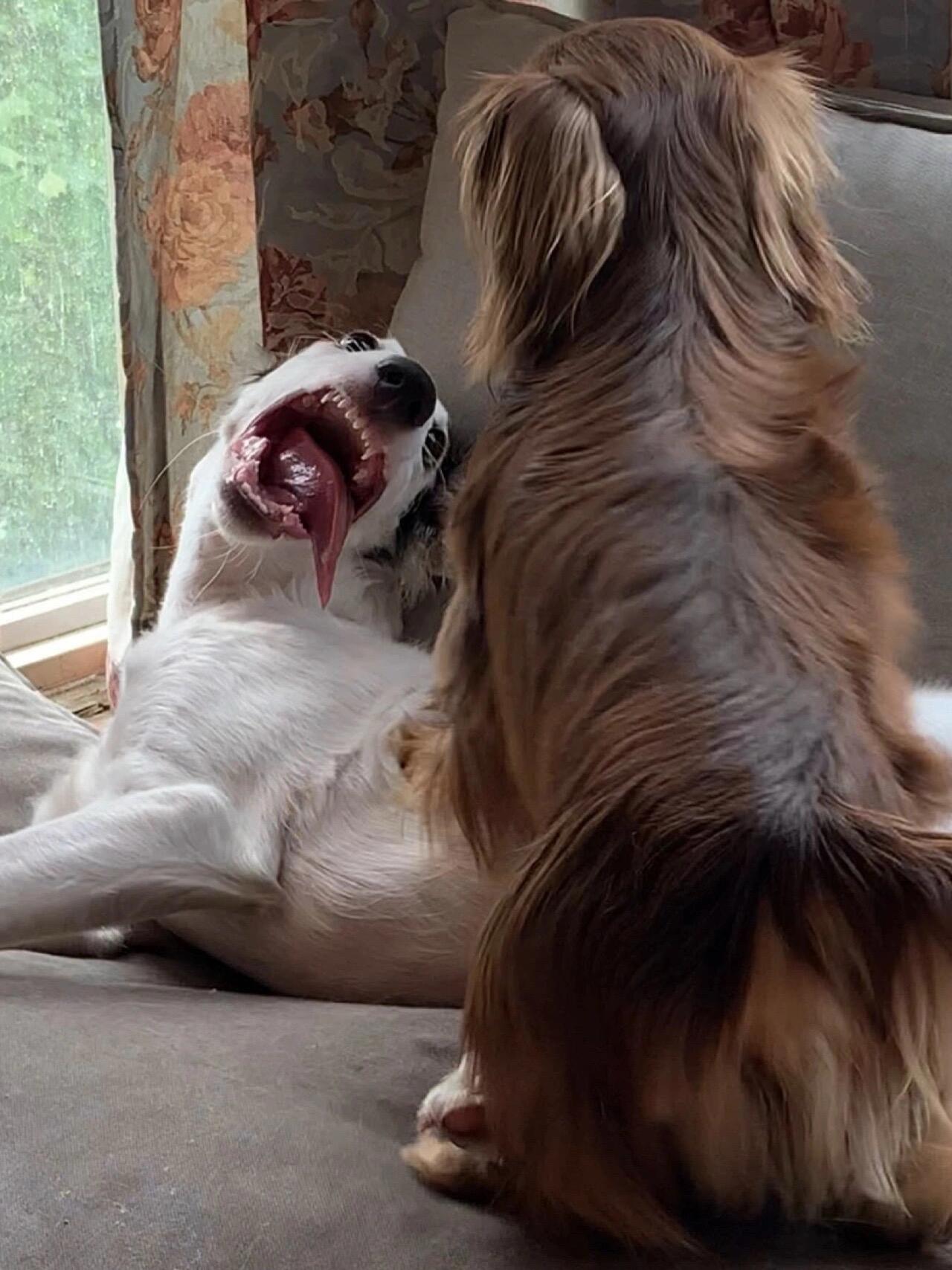 我的儿子可别太善良……