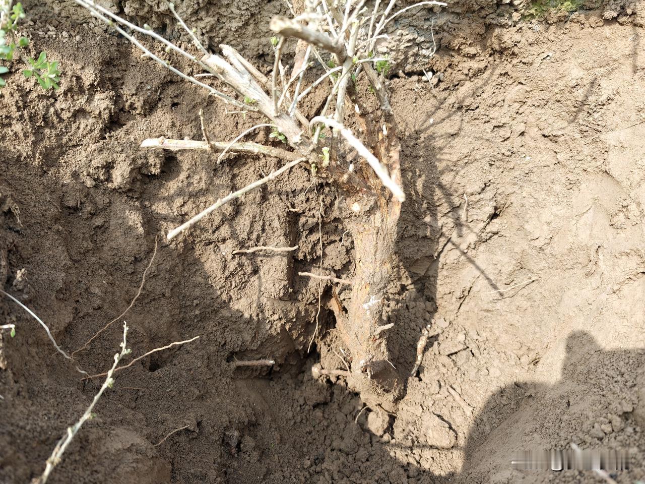 昨天在距县城十余公里的河滩上寻找自己想要的枸杞老桩，看到河渠两侧都已经种植上了油