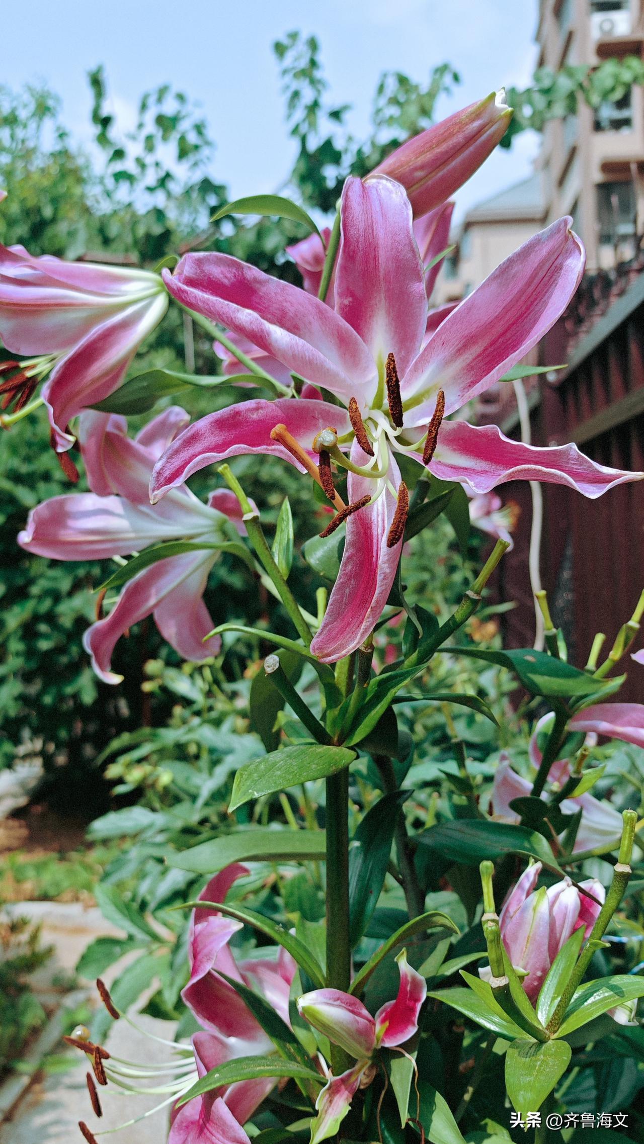 粉色百合花，你是少女垂下眼睫时，心底涌起的那阵酥麻的甜。每一片卷曲的花瓣都像一封