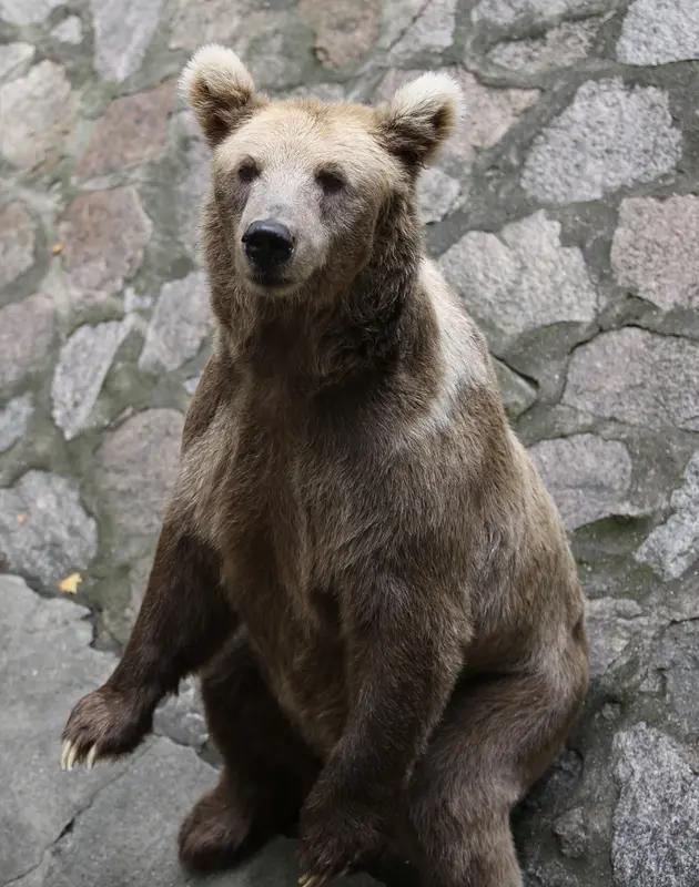 多国使领馆发赴日旅行防范熊患警告大家好，我是台湾的不合理（卜合礼）。我跟你讲嚯，