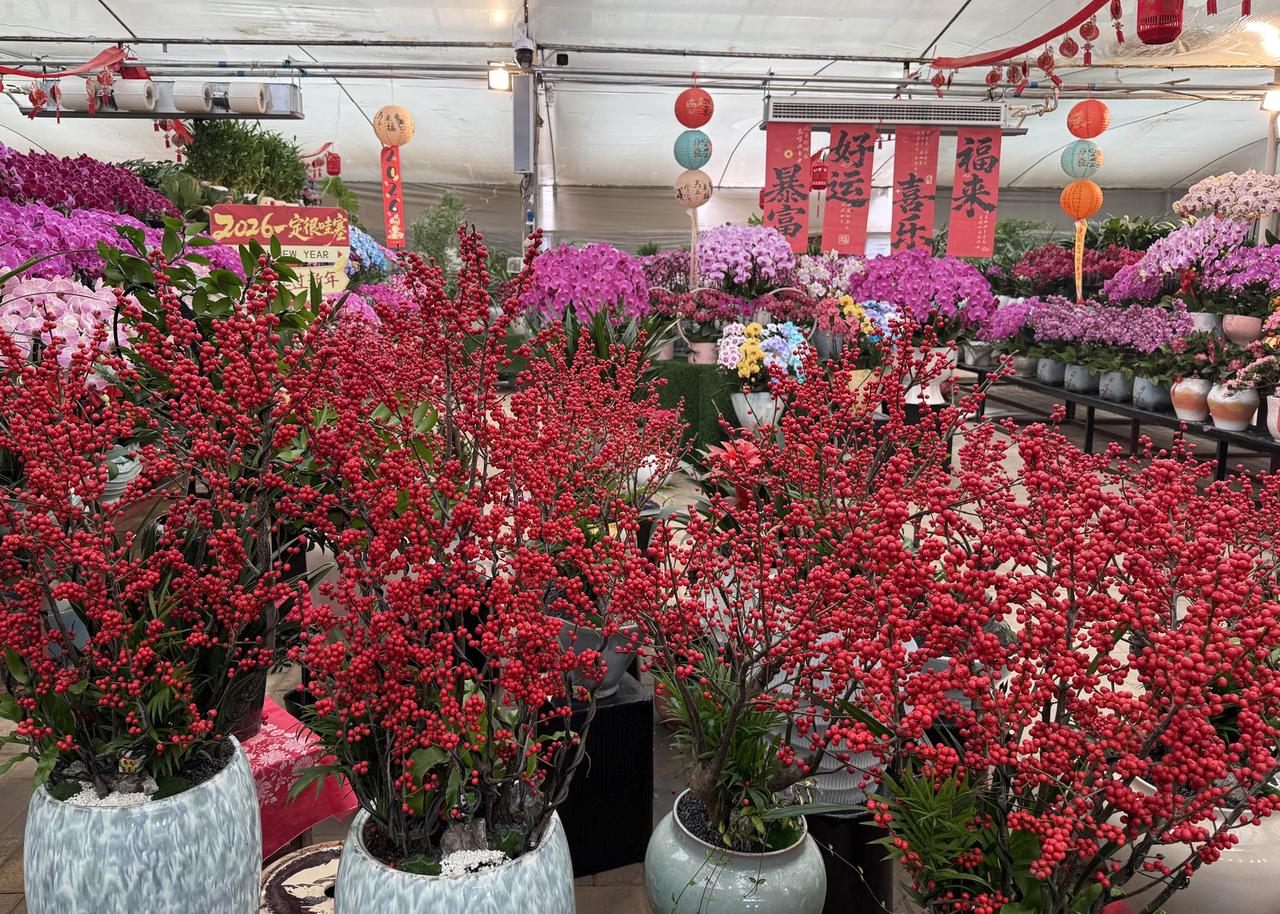大荔东七雨磬花卉市场百花争艳 市民打卡忙
     2月5日，大荔县雨磬花卉市场