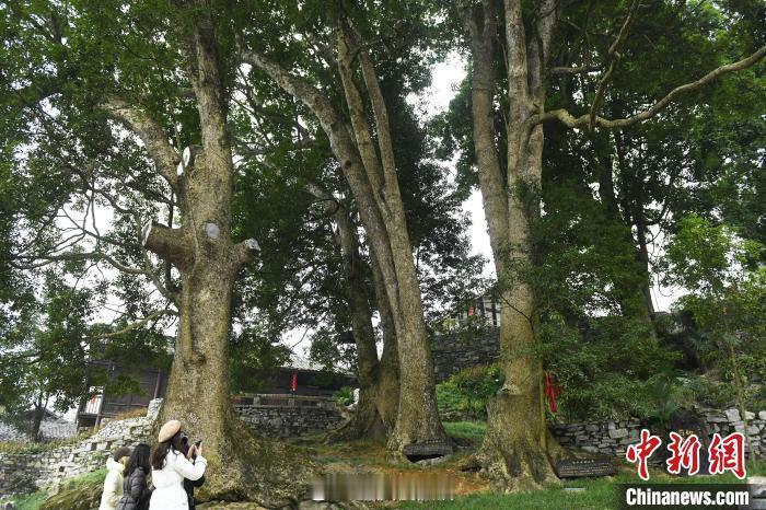 #重庆有颗3000年金丝楠木古树#重庆酉阳县两罾乡内口村，不少游客来到这里参观千