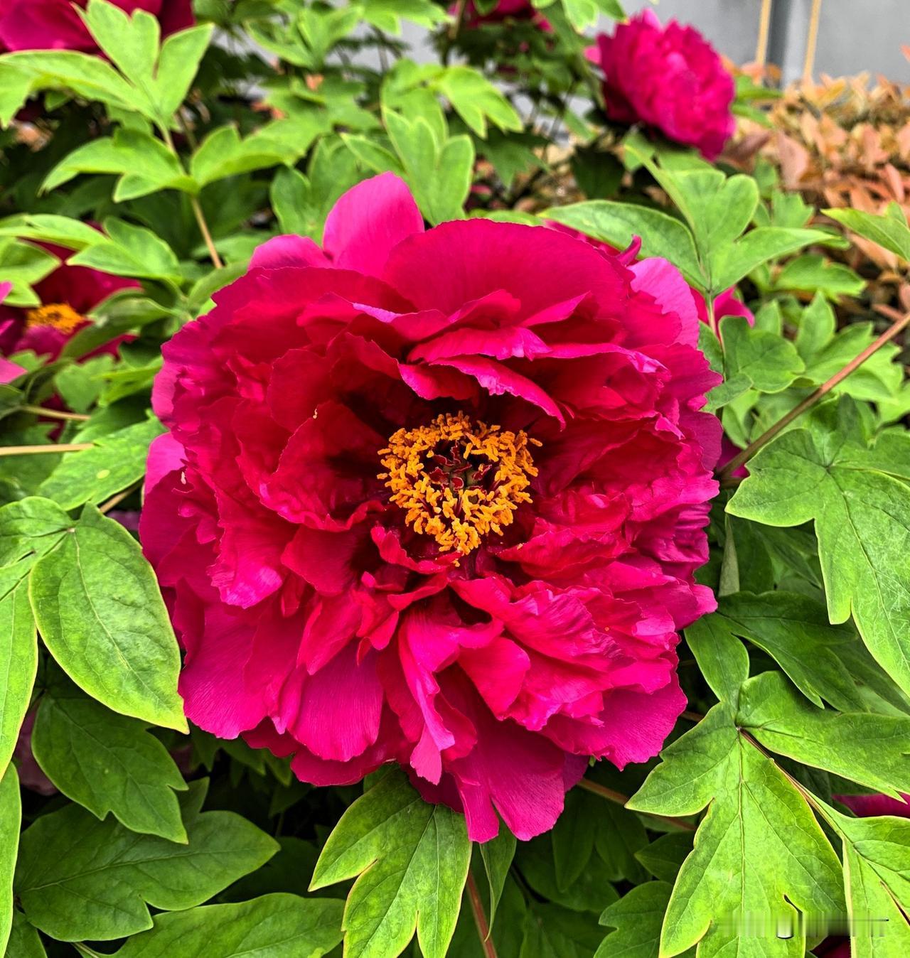 刚分享完牡丹花图片，又看到这个话题，那就再重复一遍吧！我家门前的一棵牡丹花，今年