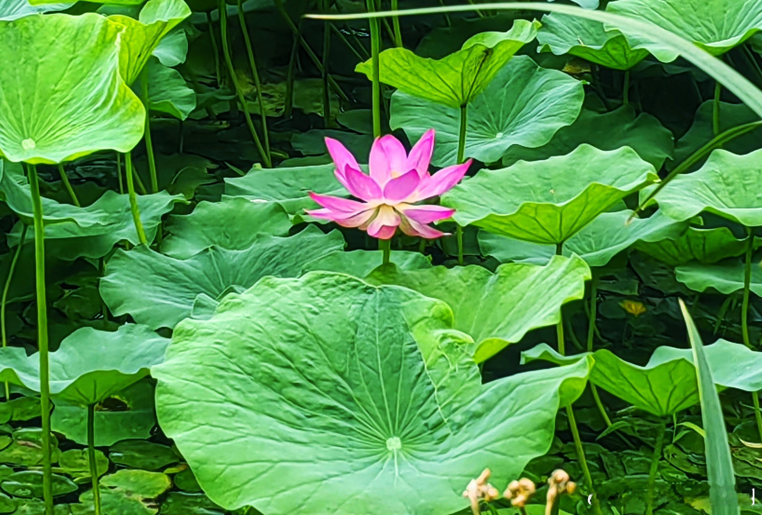陶然亭公园荷花初开2025.6.13摄影 初夏北京美景 ​​​