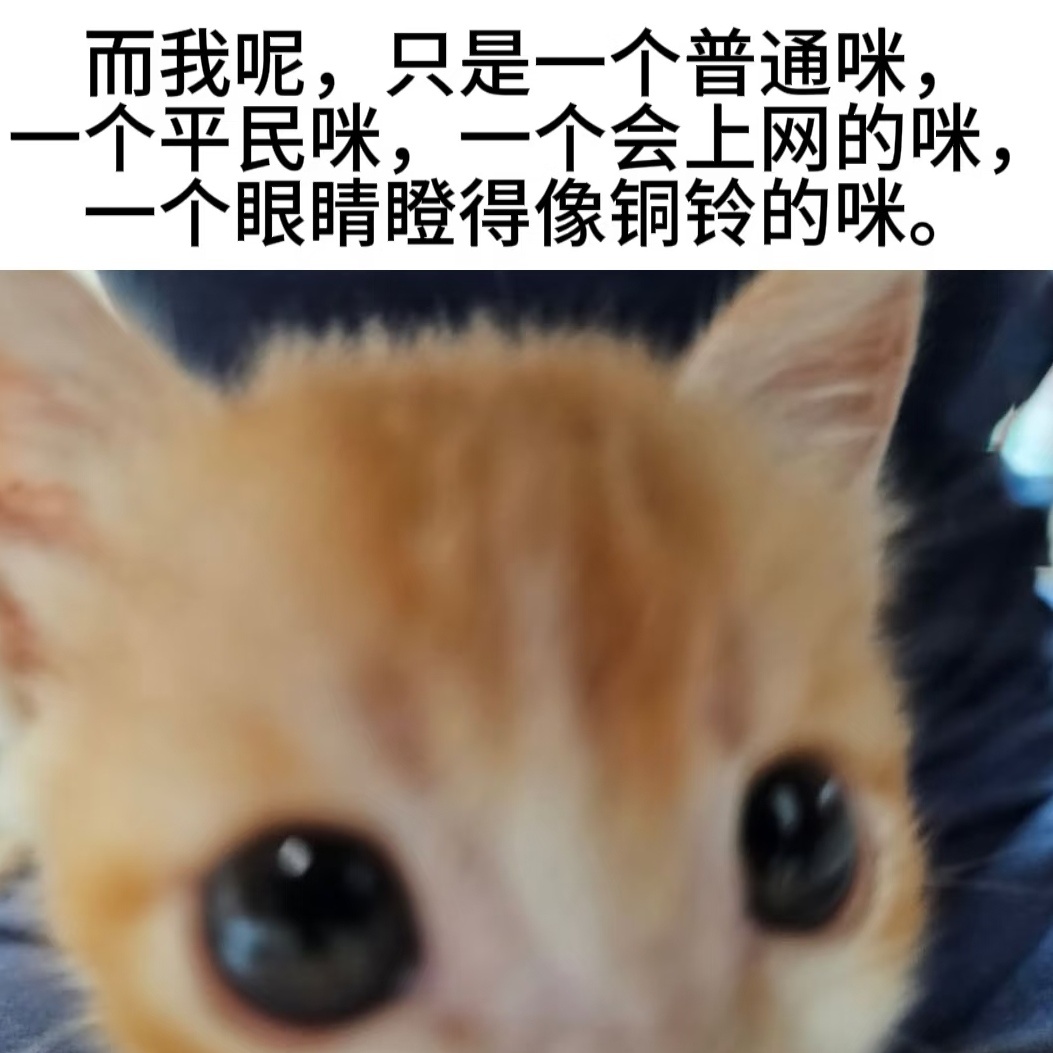 老师老师，这个是小猫的犟种毛还是聪明毛啊