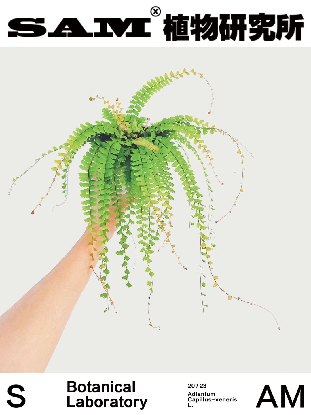 曼舞铁线蕨｜Adiantum Capillus-veneris L.