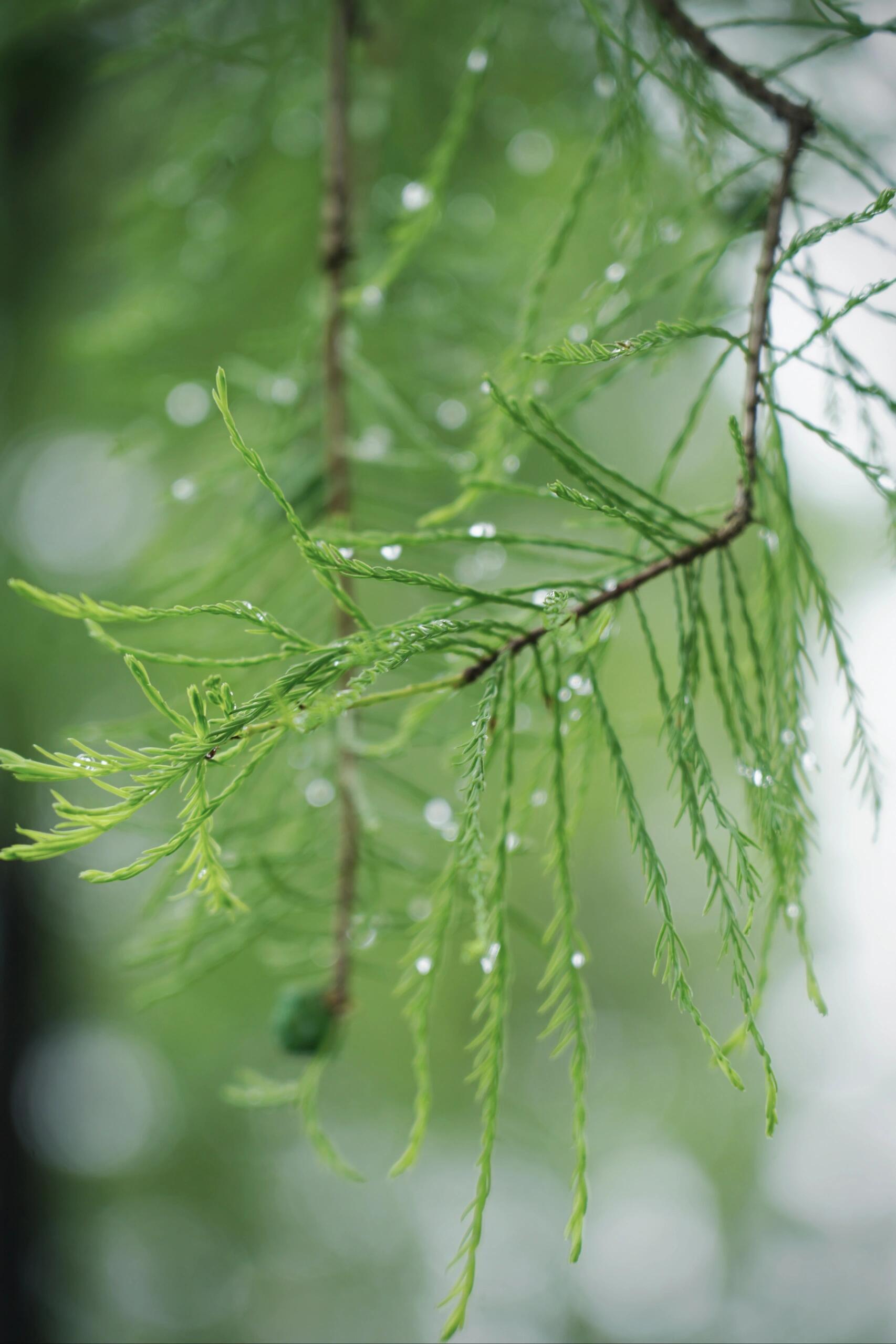 一帘新雨后 人间又逢春 ​​​