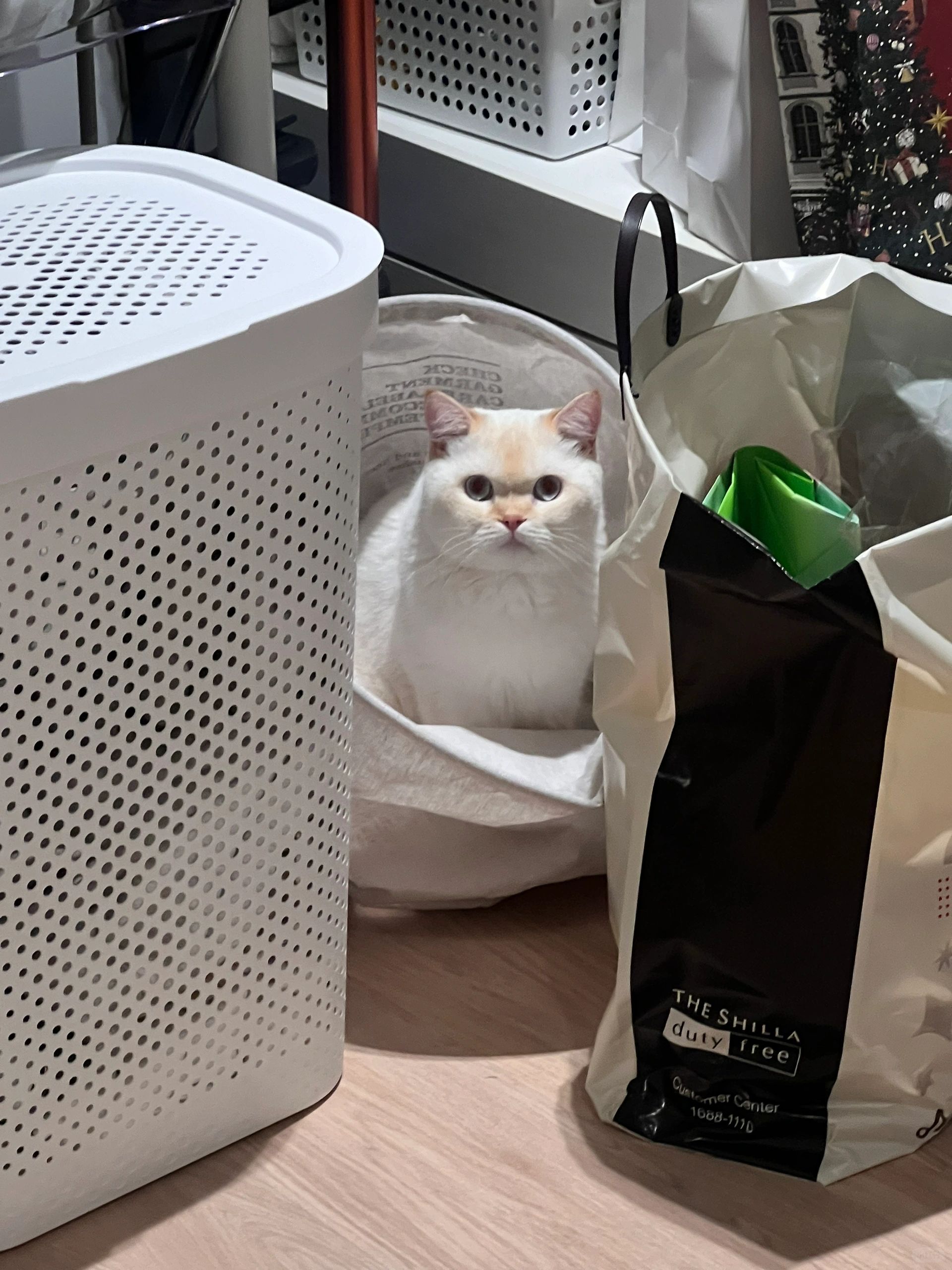 好可爱啊！角落的衣篮里发现一只奶油小猫！