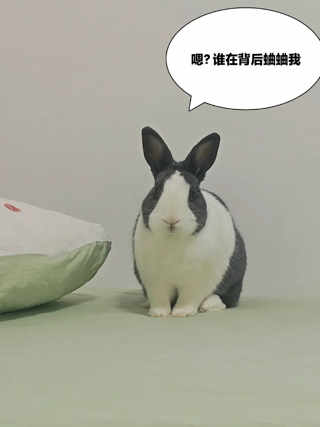 一人一个胖兔的小心机