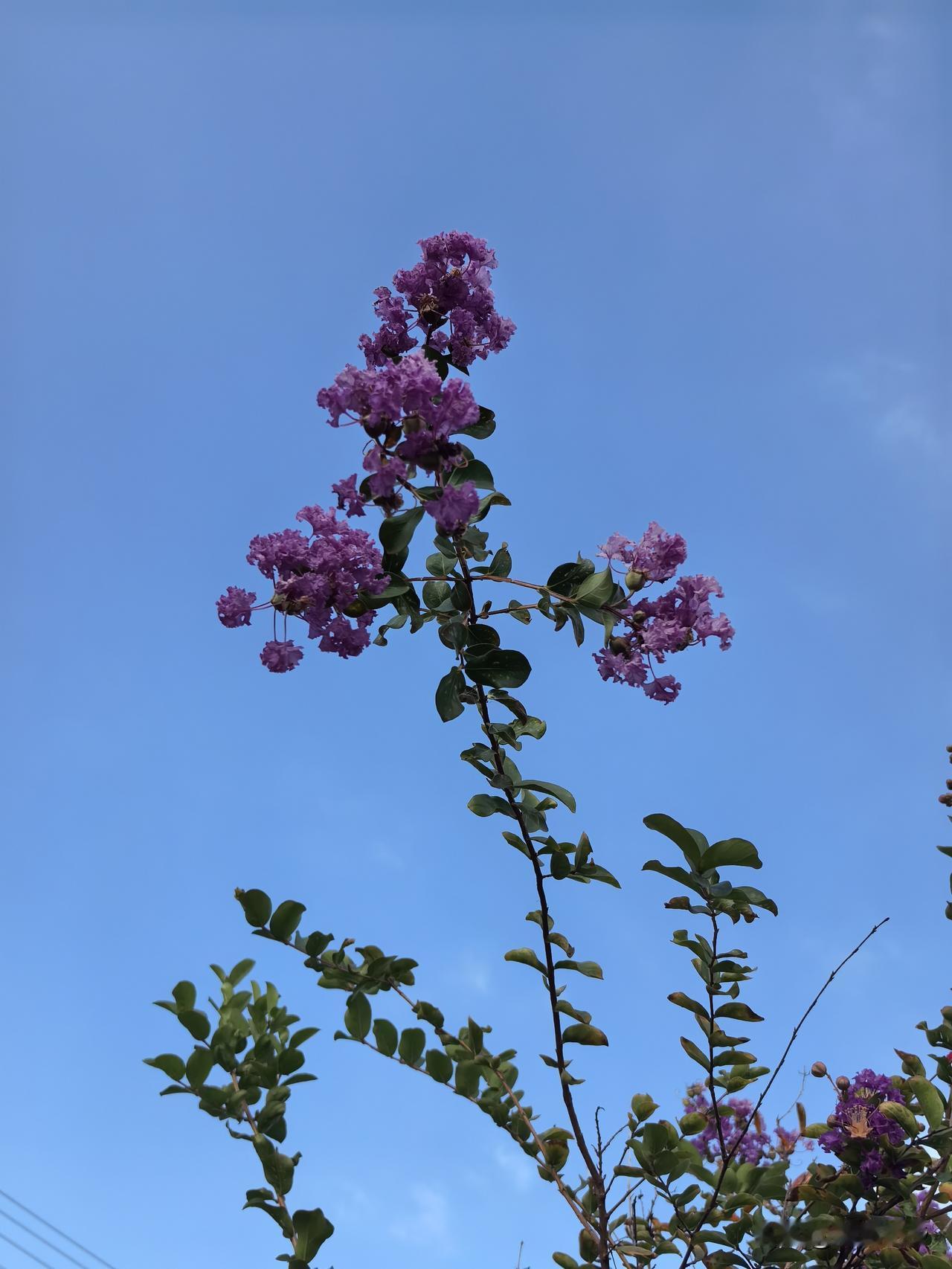 九月的风悄悄接替了夏日的燥热，蓝天下的这抹粉紫，是季节转换时最温柔的馈赠。枝头渐
