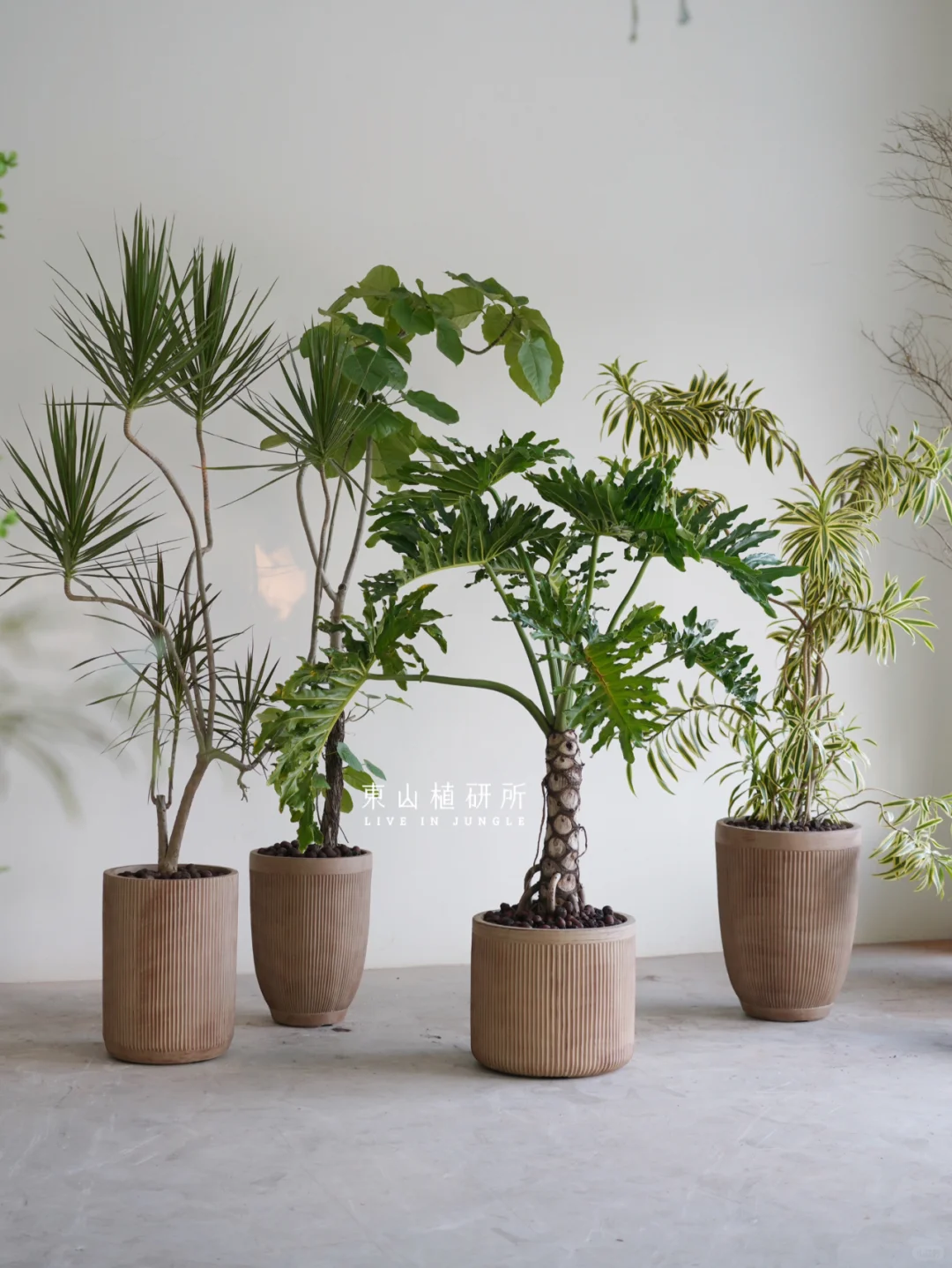 室内植物合集 | 4款高颜值家居绿植推荐🍃