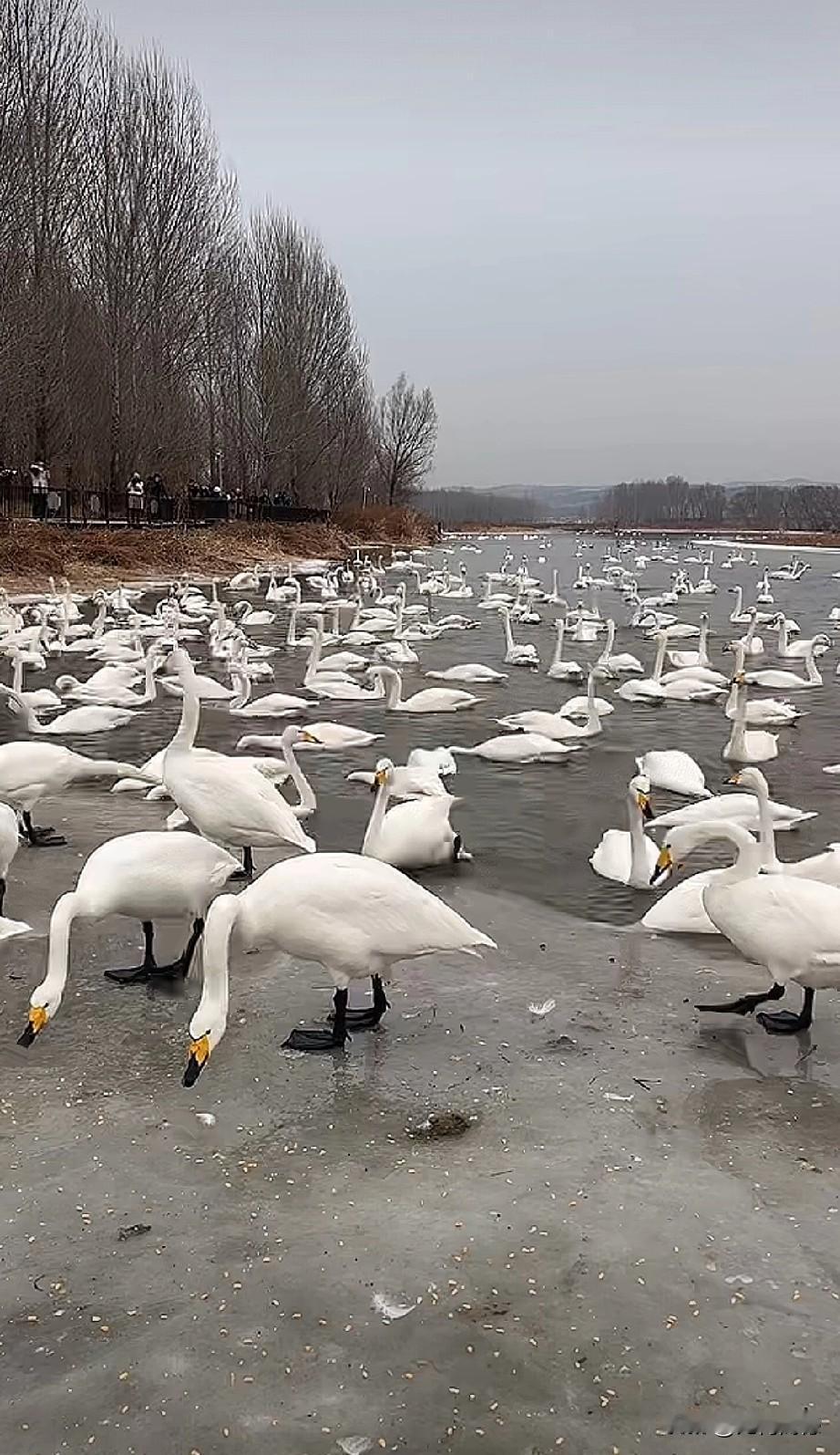 我们红村的天鹅，现在已经小有名气了，观看天鹅的人也非常多，这里天鹅的最大特点，属