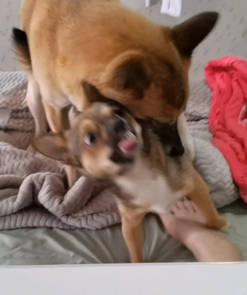 吃口胖妹妹补补身体嘿嘿