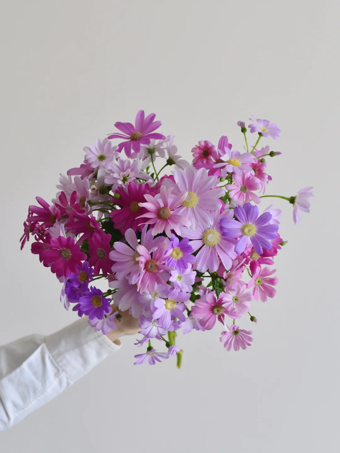 美的像假花的瓜叶菊