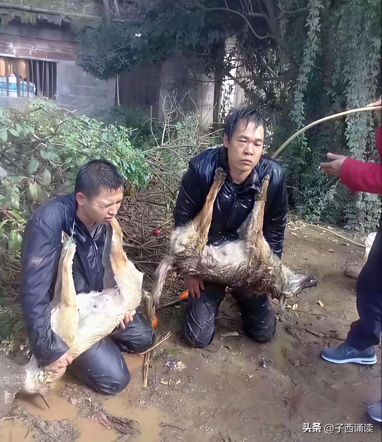 偷狗贼，
好好尝尝皮带的滋味。