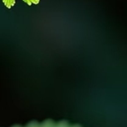 含羞草的种植方法一、含羞草可以用小盆直播，也可用浅盆养苗分栽，播种土用2成腐叶土
