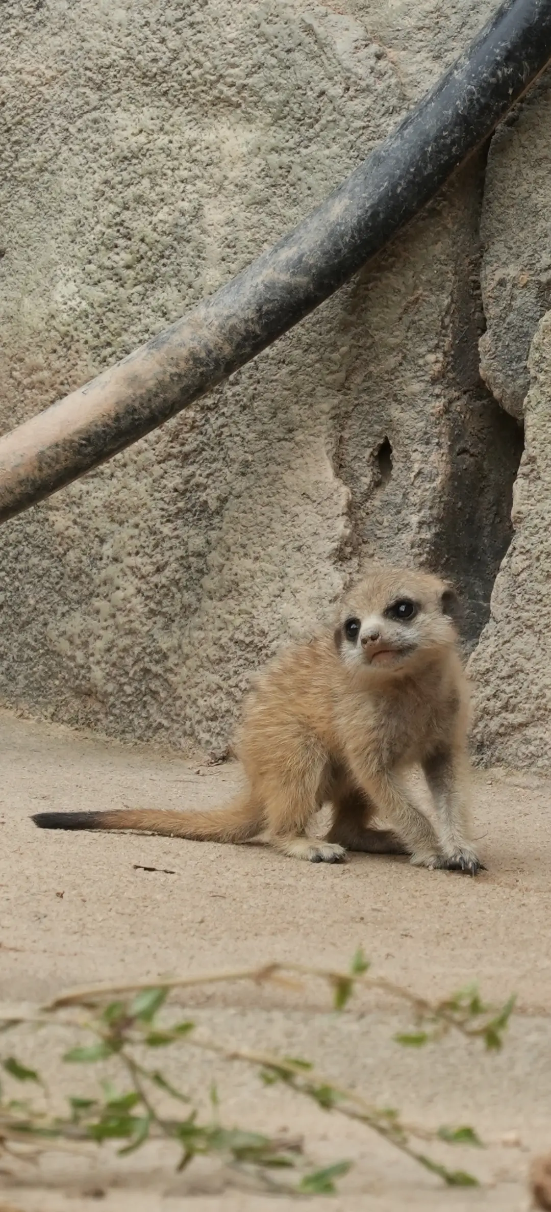 被狐獴幼崽硬控的一天。
