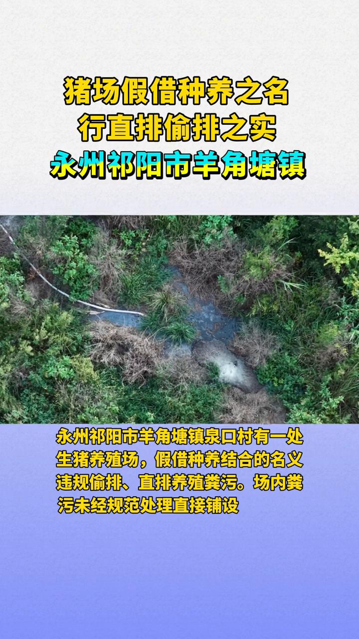 猪场假借种养之名行直排偷排之实。
永州祁阳市羊角塘镇泉口村有一处生猪养殖场，假借