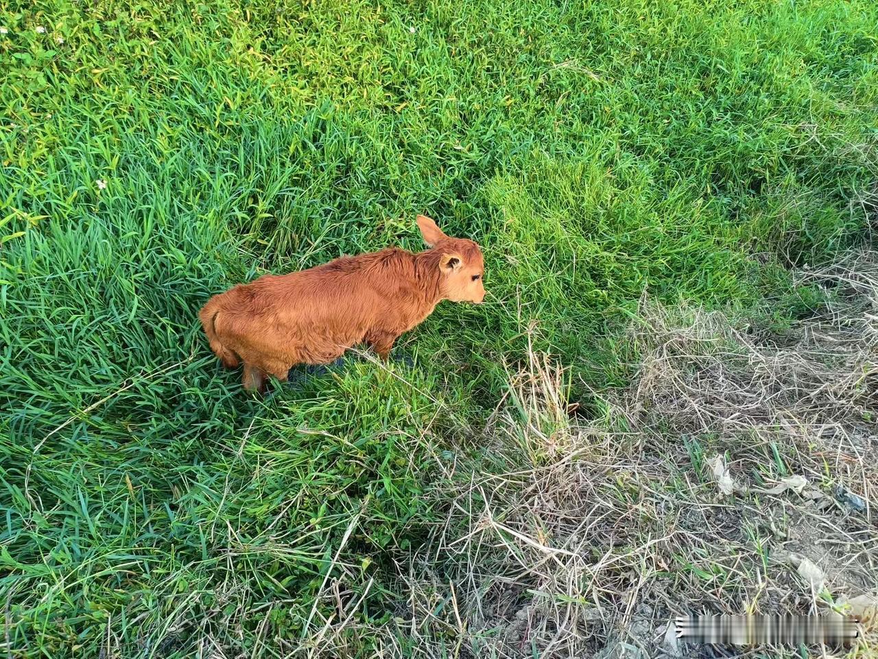 冬日生活打卡季嫩草里蜷着棕黄小牛，软毛沾着鲜绿的潮气，耳尖轻颤着嗅风里的味。晴光